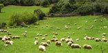 Moutons