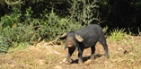 Majorcan black pigs