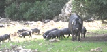 Cerdo negro mallorquín