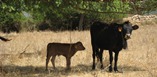 Cow Mallorca