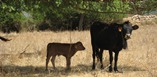 Majorcan cow