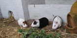 Guinea pigs